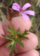 Pelargonium columbinum