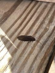 Protosialis americana