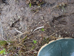 Odocoileus hemionus sitkensis