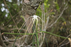Brassavola