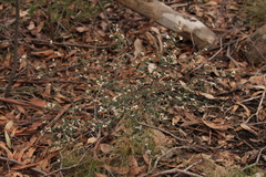 Spyridium thymifolium