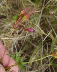 Pelargonium columbinum