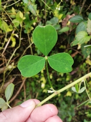 Oxalis spiralis