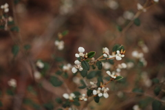 Spyridium thymifolium