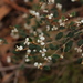 Spyridium thymifolium - Photo (c) Geoffrey Cox, algunos derechos reservados (CC BY-NC), subido por Geoffrey Cox