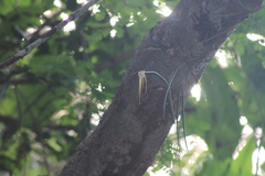 Brassavola