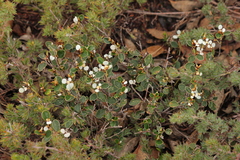 Spyridium thymifolium