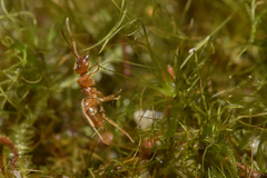 Lasius pallitarsis