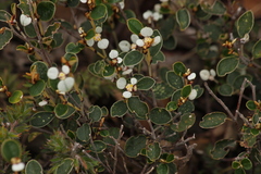 Spyridium thymifolium