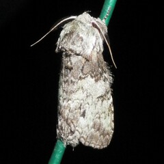 Macrurocampa marthesia
