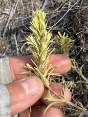 Castilleja thompsonii