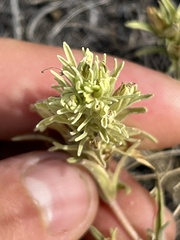 Castilleja thompsonii