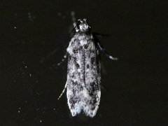 Chionodes formosella