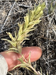 Castilleja thompsonii