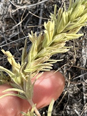 Castilleja thompsonii