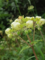 Calceolaria crenata