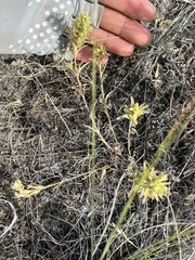 Castilleja thompsonii
