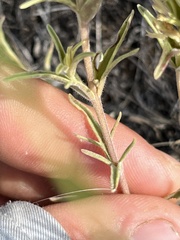 Castilleja thompsonii