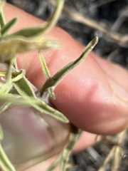 Castilleja thompsonii