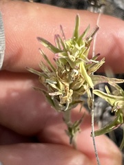 Castilleja thompsonii