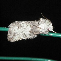 Macrurocampa marthesia