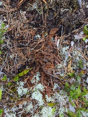 Dendragapus fuliginosus