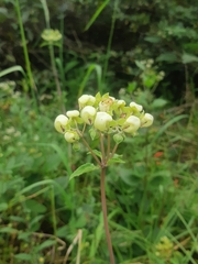 Calceolaria crenata