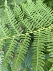 Mitopus morio