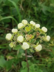 Calceolaria crenata