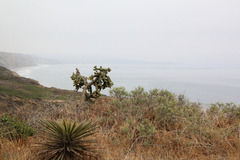 Cylindropuntia cholla
