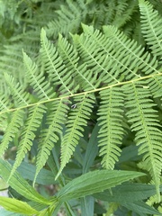 Mitopus morio