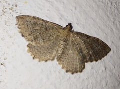 Triphosa sabaudiata