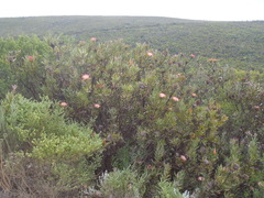 Protea susannae