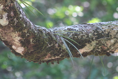 Brassavola cucullata