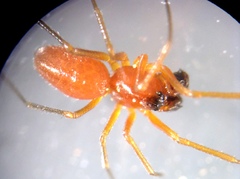 Styloctetor purpurescens