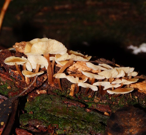 Collybia eucalyptorum image