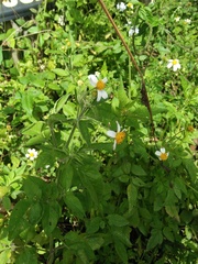 Bidens alba