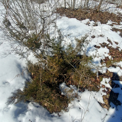 Juniperus communis depressa