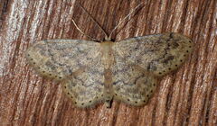 Idaea subsaturata