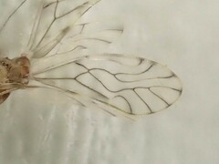 Lobocaecilius monicus