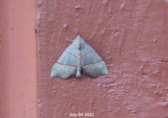 Gonepatica opalina