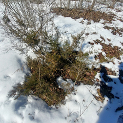 Juniperus communis depressa