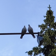 Streptopelia decaocto
