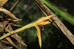 Maxillaria nasuta