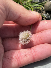 Armeria maritima sibirica