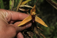 Maxillaria nasuta