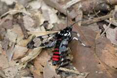 Hyaleucerea vulnerata