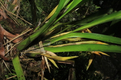 Maxillaria nasuta
