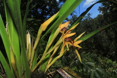 Maxillaria nasuta