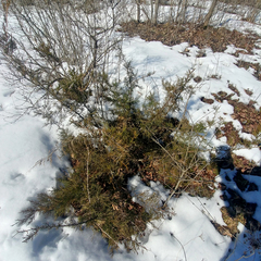 Juniperus communis depressa